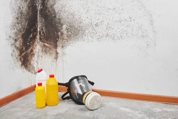 Best Affordable Mold Removal  in Greenbrier, AR