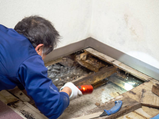 Best Fast Mold Removal  in Greenbrier, AR