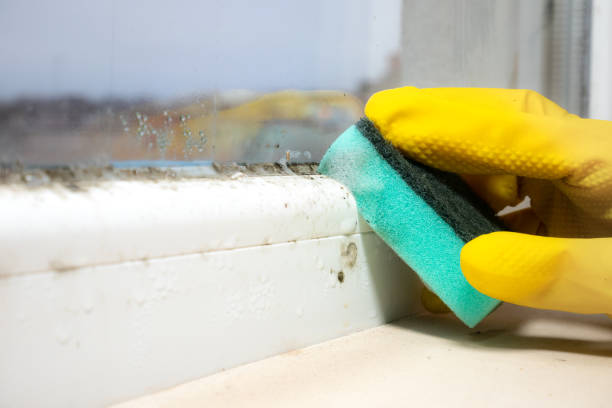 Professional Mold Removal in Greenbrier, AR
