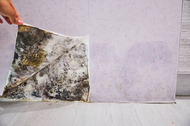 Best Best Mold Removal Companies  in Greenbrier, AR